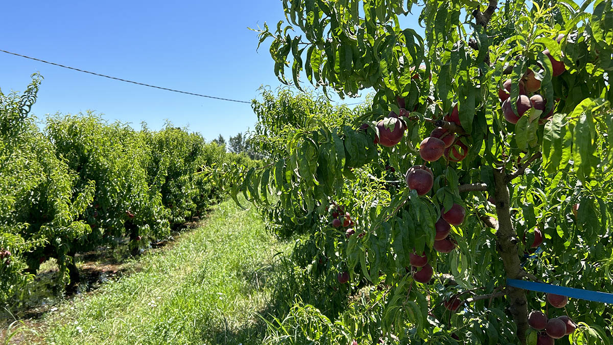 O custo de produção de fruta com caroço deste ano rondará os 0,440 euros/quilo