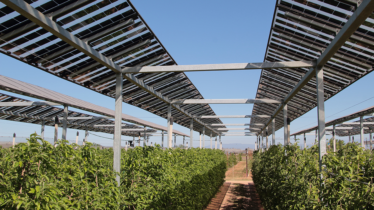 IRTA estudará utilização de painéis solares em árvores frutíferas para produção de energia