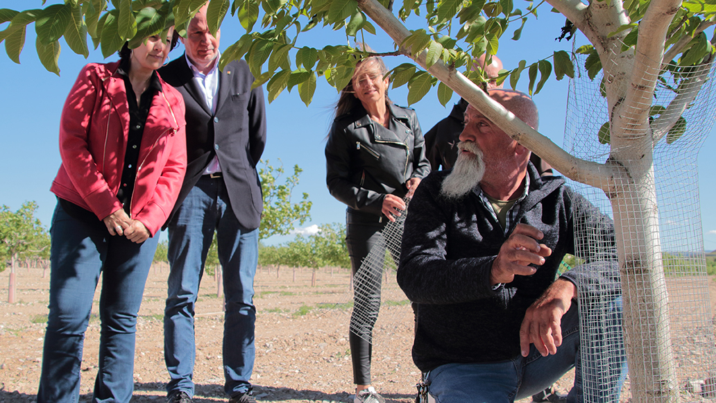 Agricultores de Tàrrega mostram ao Conselheiro Mascort a malha metálica anti-coelho